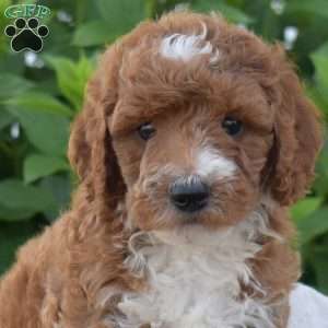 Diamond, Mini Goldendoodle Puppy