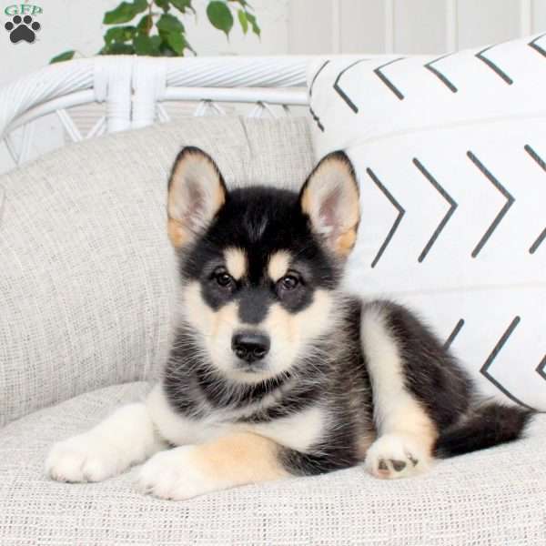 Diesel, Alaskan Malamute Puppy
