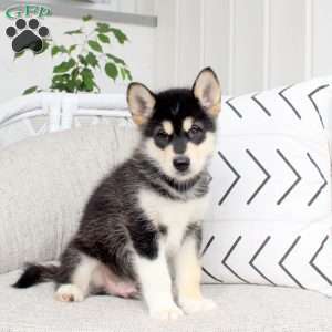 Diesel, Alaskan Malamute Puppy