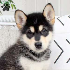 Diesel, Alaskan Malamute Puppy