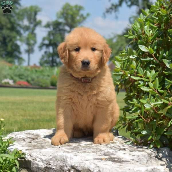 Dill, Golden Retriever Puppy