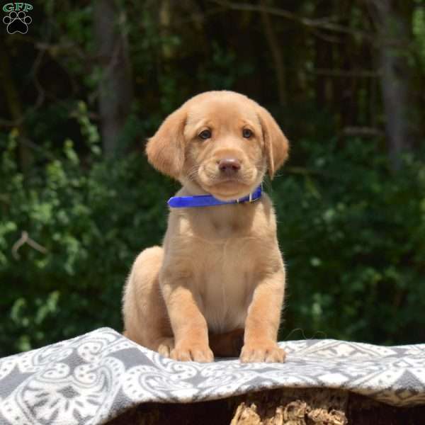 Dill, Labradoodle Puppy
