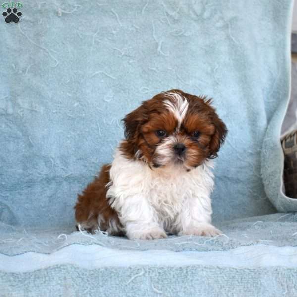 Dill, Shih Tzu Puppy
