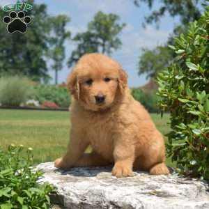 Dill, Golden Retriever Puppy