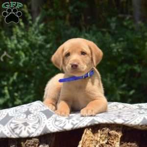 Dill, Labradoodle Puppy