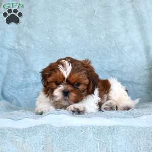 Dill, Shih Tzu Puppy