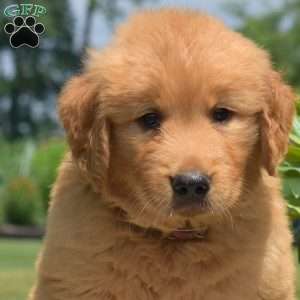 Dill, Golden Retriever Puppy