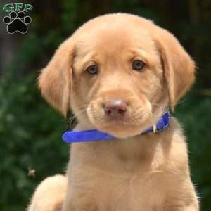 Dill, Labradoodle Puppy