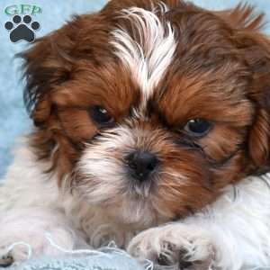 Dill, Shih Tzu Puppy