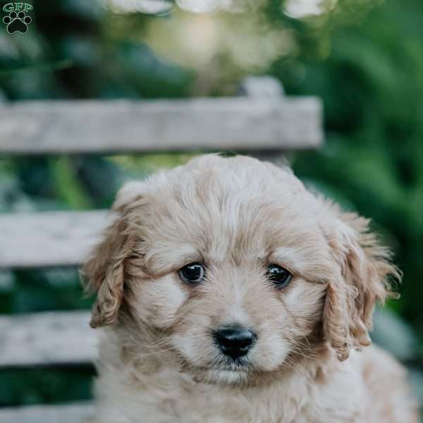 Diva, Cavapoo Puppy