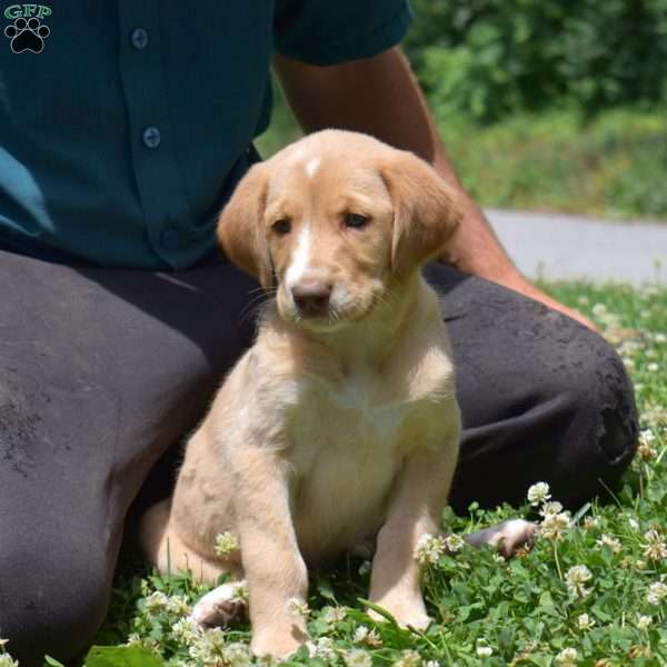 Dixie, Labradoodle Puppy