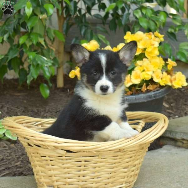 Dixie, Pembroke Welsh Corgi Puppy