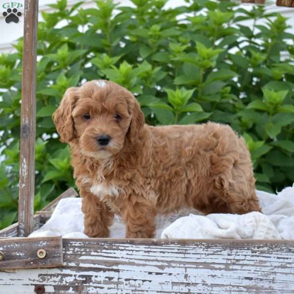 Dixie, Mini Goldendoodle Puppy