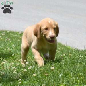 Dixie, Labradoodle Puppy