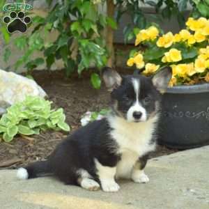 Dixie, Pembroke Welsh Corgi Puppy