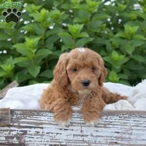 Dixie, Mini Goldendoodle Puppy