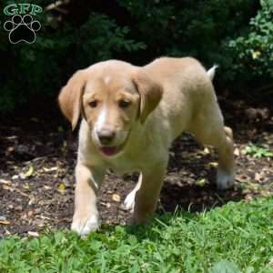 Dixie, Labradoodle Puppy