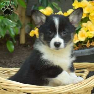 Dixie, Pembroke Welsh Corgi Puppy
