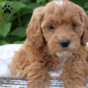 Dixie, Mini Goldendoodle Puppy