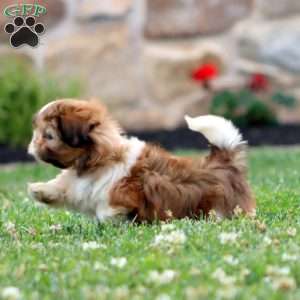 Dixie, Shih Tzu Puppy