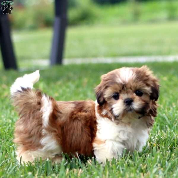 Dixie, Shih Tzu Puppy