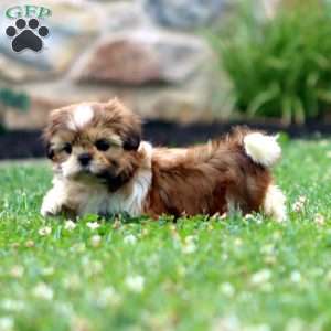 Dixie, Shih Tzu Puppy