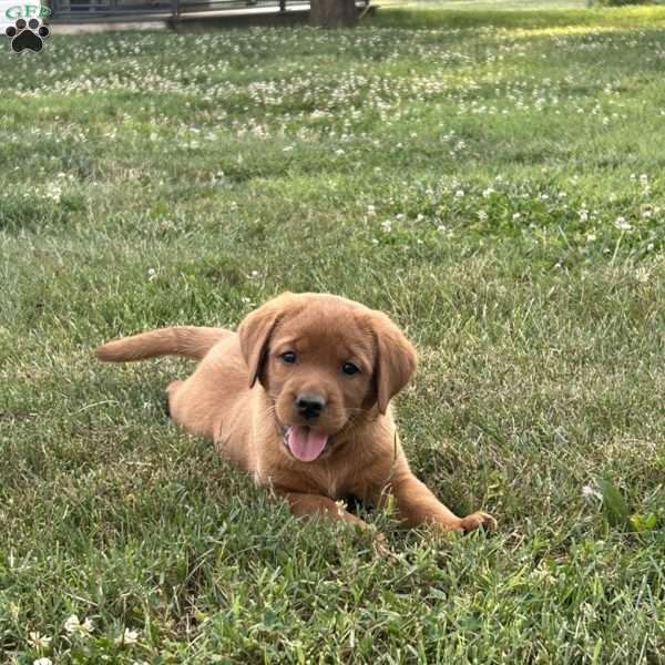 Dixie, Fox Red Labrador Retriever Puppy