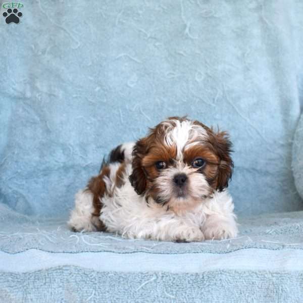 Dixon, Shih Tzu Puppy