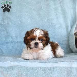 Dixon, Shih Tzu Puppy