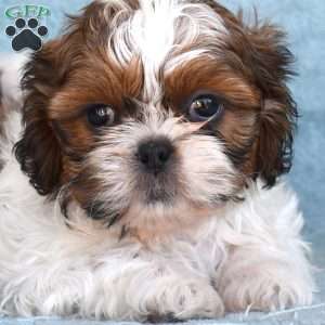 Dixon, Shih Tzu Puppy