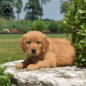 Dodger, Golden Retriever Puppy