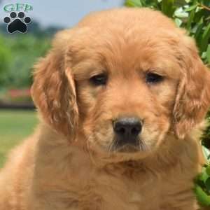 Dodger, Golden Retriever Puppy