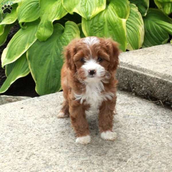 Dodi, Cavapoo Puppy