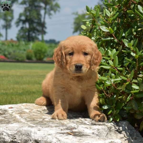 Dodger, Golden Retriever Puppy