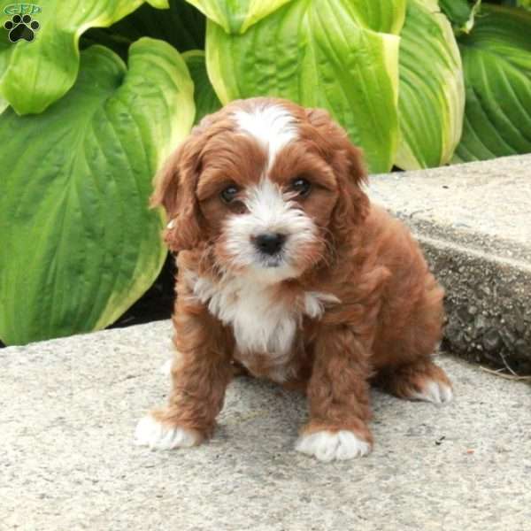 Dolly, Cavapoo Puppy
