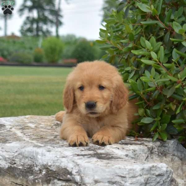 Dolly, Golden Retriever Puppy