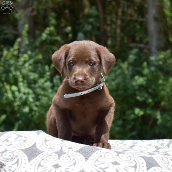 Dolly, Labradoodle Puppy