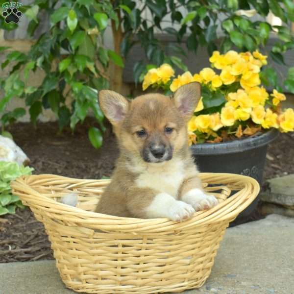 Dolly, Pembroke Welsh Corgi Puppy