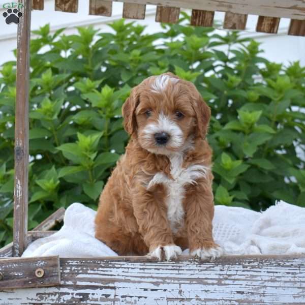 Dolly, Mini Goldendoodle Puppy