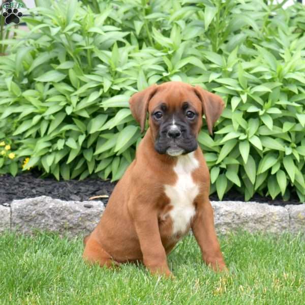 Dolly, Boxer Puppy