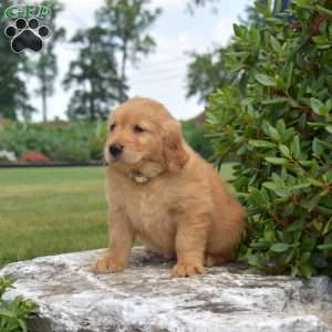 Dolly, Golden Retriever Puppy