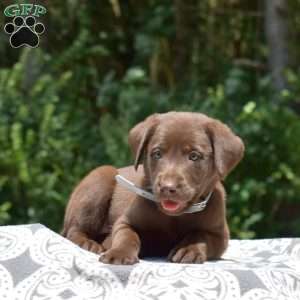 Dolly, Labradoodle Puppy