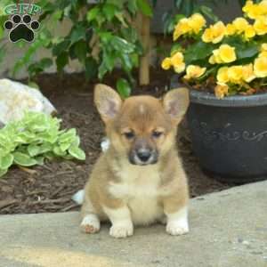 Dolly, Pembroke Welsh Corgi Puppy
