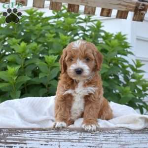 Dolly, Mini Goldendoodle Puppy