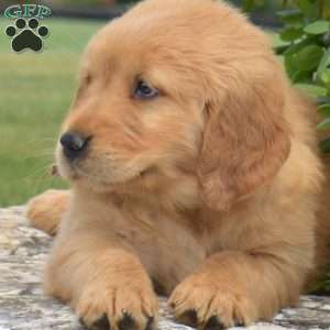 Dolly, Golden Retriever Puppy