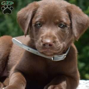 Dolly, Labradoodle Puppy