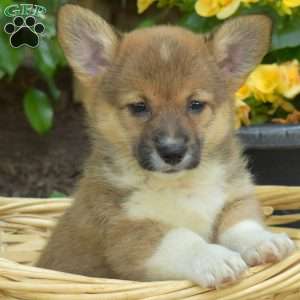 Dolly, Pembroke Welsh Corgi Puppy