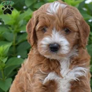 Dolly, Mini Goldendoodle Puppy