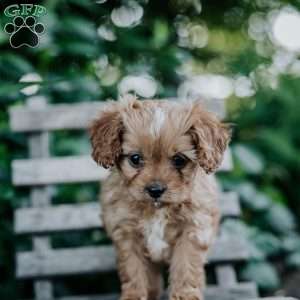 Dolly, Cavapoo Puppy