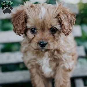 Dolly, Cavapoo Puppy
